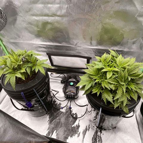 Fran growlog timeline photo