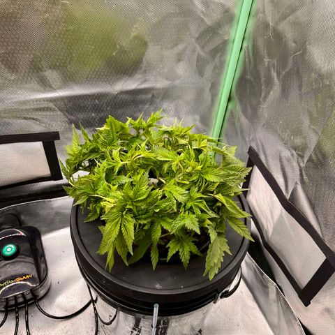 Fran growlog timeline photo