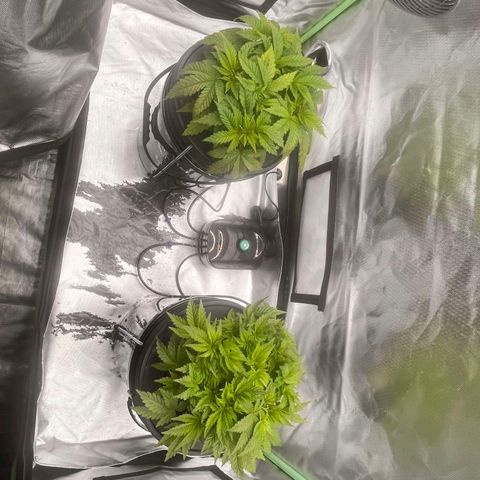 Jen growlog timeline photo