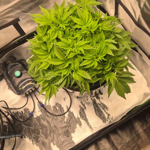 Fran growlog timeline photo