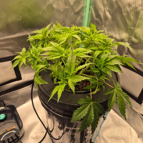 Fran growlog timeline photo