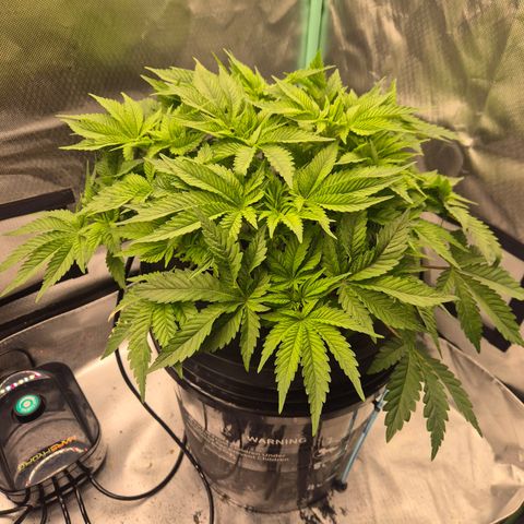 Fran growlog timeline photo