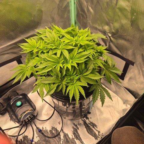 Fran growlog timeline photo