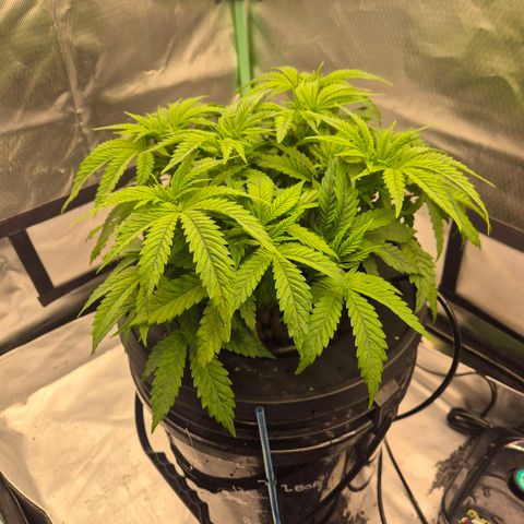Jen growlog timeline photo