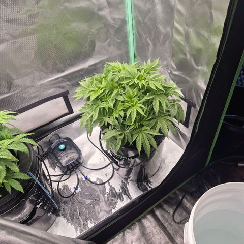 Fran growlog timeline photo
