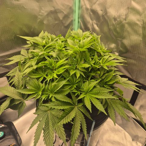 Fran growlog timeline photo
