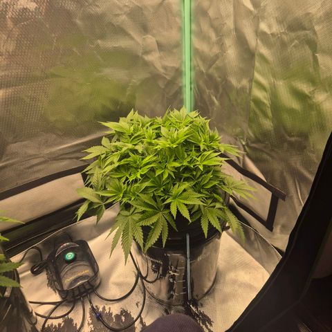 Fran growlog timeline photo