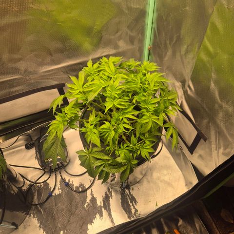 Fran growlog timeline photo