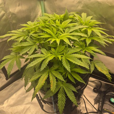 Jen growlog timeline photo