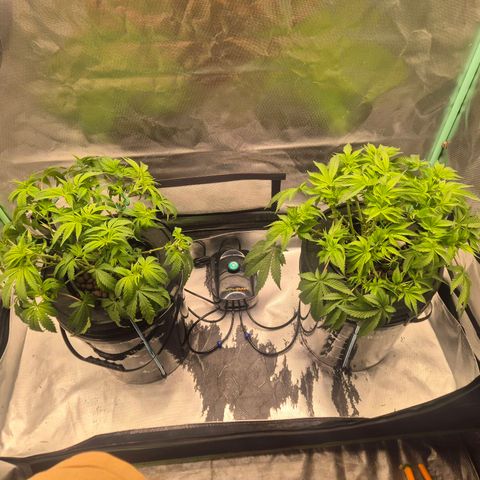 Jen growlog timeline photo