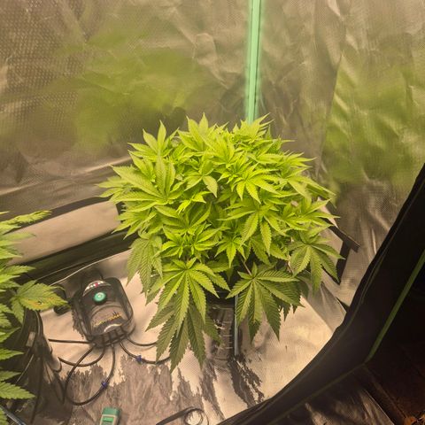 Fran growlog timeline photo