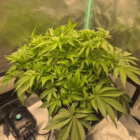 Fran growlog timeline photo