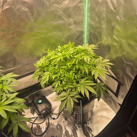 Fran growlog timeline photo