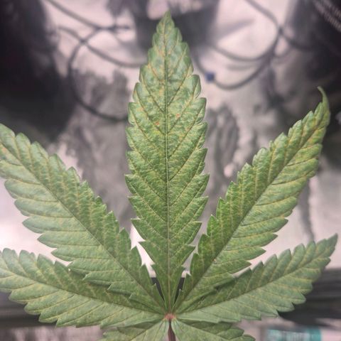 Jen growlog timeline photo