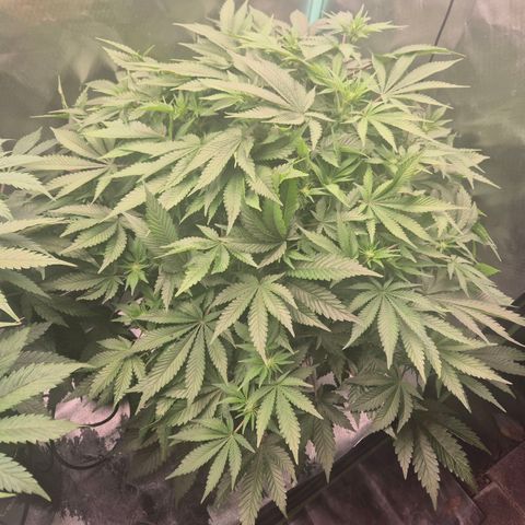 Fran growlog timeline photo
