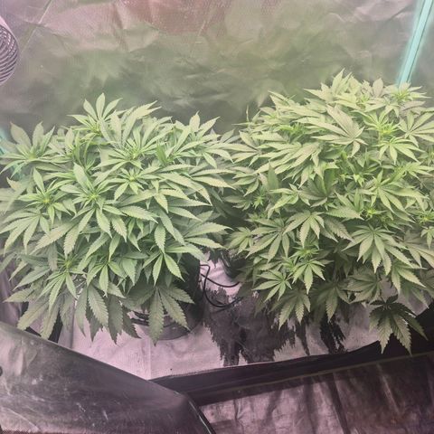 Fran growlog timeline photo