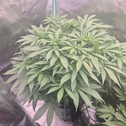 Jen growlog timeline photo