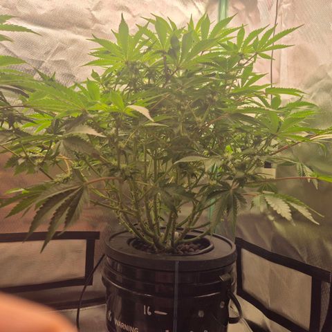 Fran growlog timeline photo