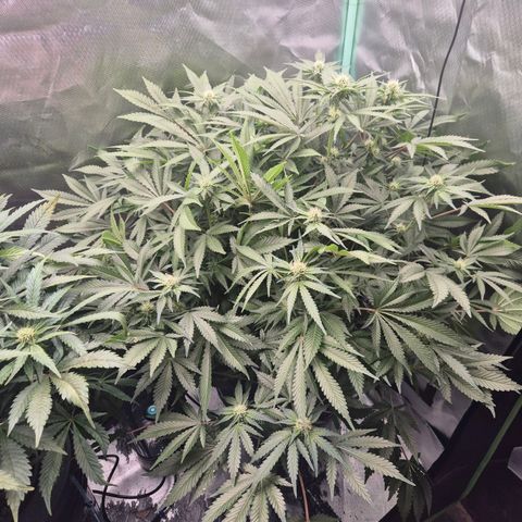 Fran growlog timeline photo