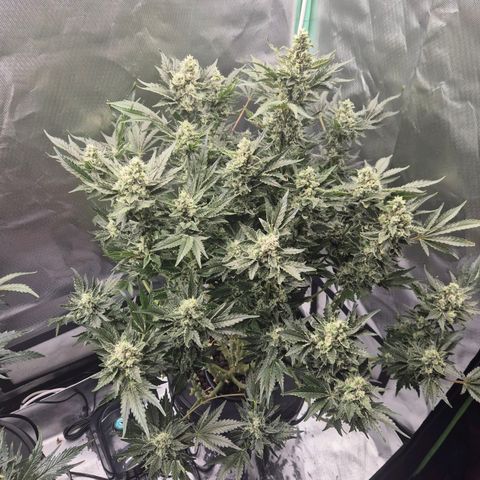 Fran growlog timeline photo