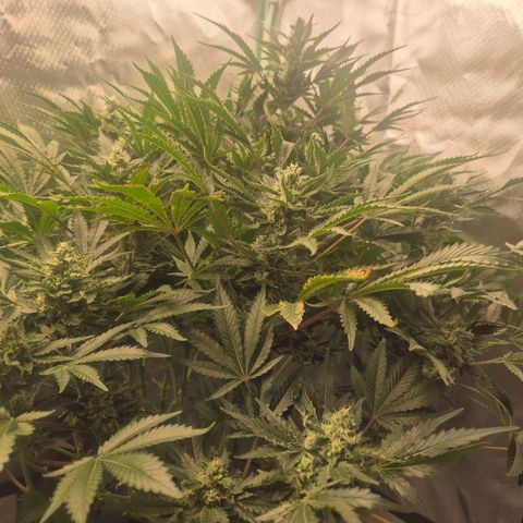 Fran growlog timeline photo