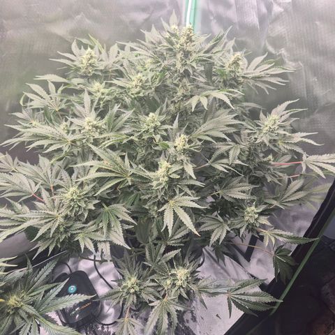 Fran growlog timeline photo