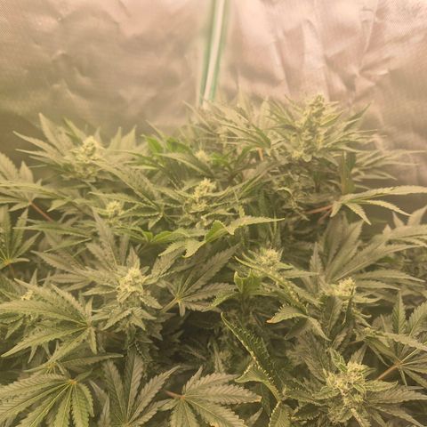 Fran growlog timeline photo