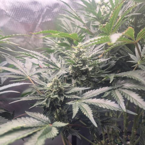 Fran growlog timeline photo