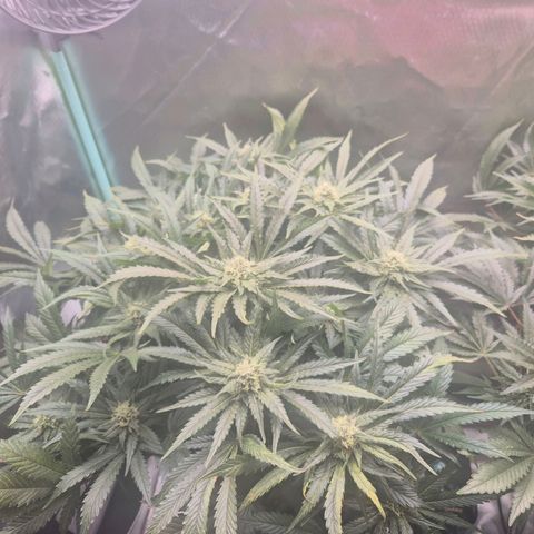 Jen growlog timeline photo