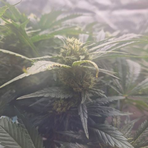 Jen growlog timeline photo