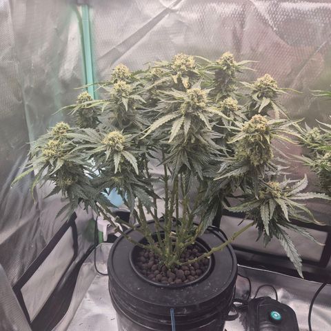 Jen growlog timeline photo