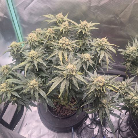 Jen growlog timeline photo