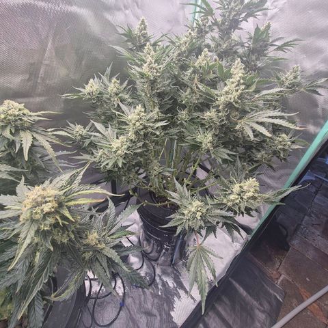 Fran growlog timeline photo