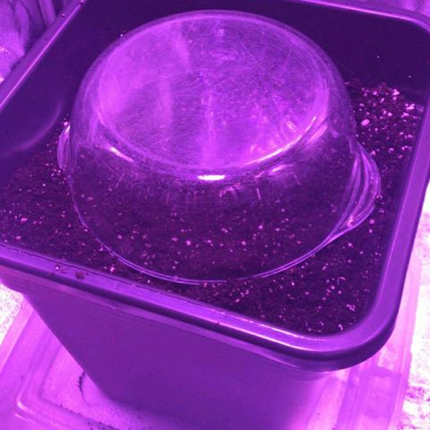 AutoUltimate growlog photo
