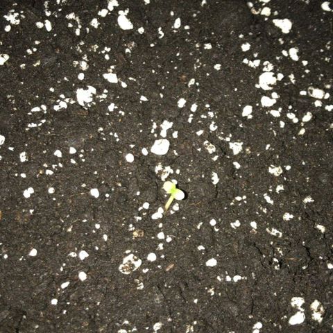 AutoUltimate growlog photo
