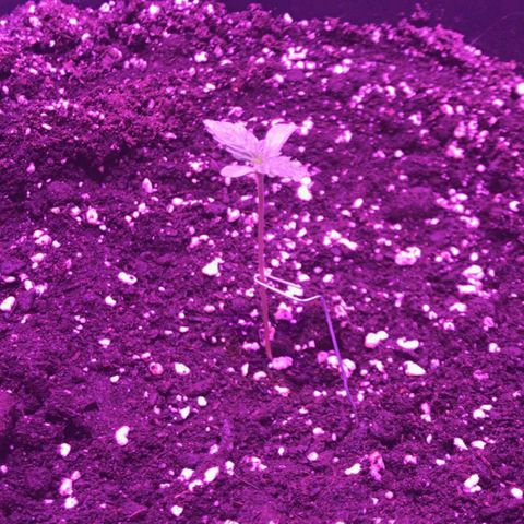 AutoUltimate growlog photo