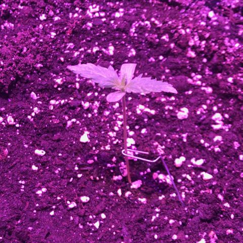 AutoUltimate growlog photo
