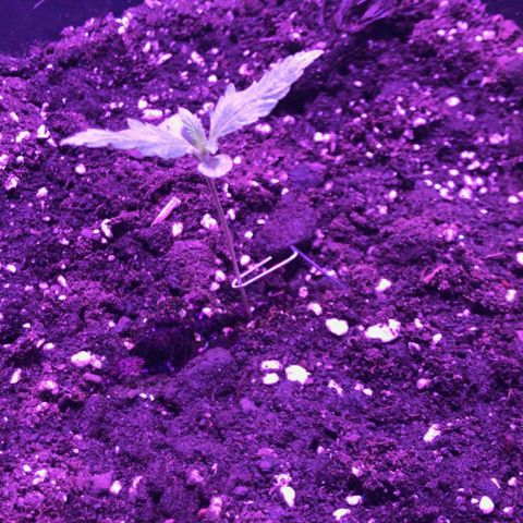 AutoUltimate growlog timeline photo