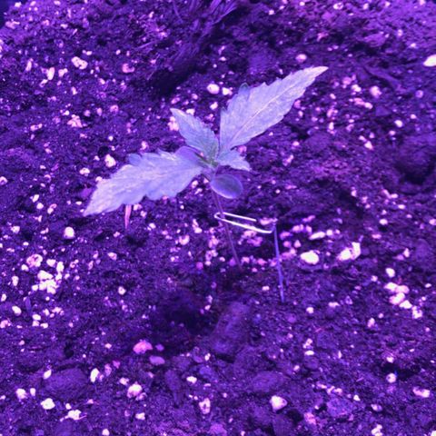 AutoUltimate growlog timeline photo