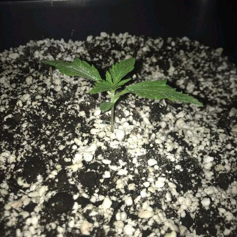 AutoUltimate growlog timeline photo