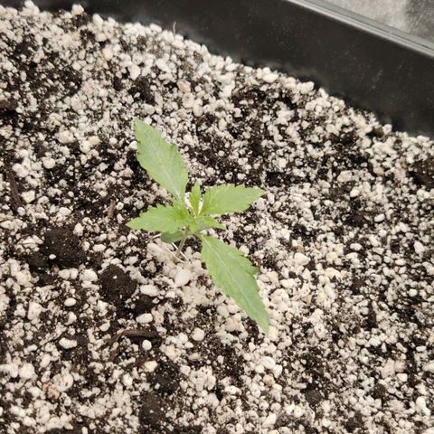 AutoUltimate growlog timeline photo