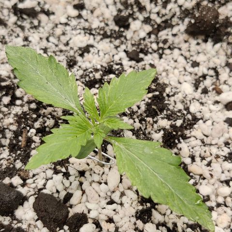 AutoUltimate growlog timeline photo
