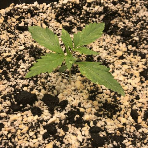 AutoUltimate growlog timeline photo