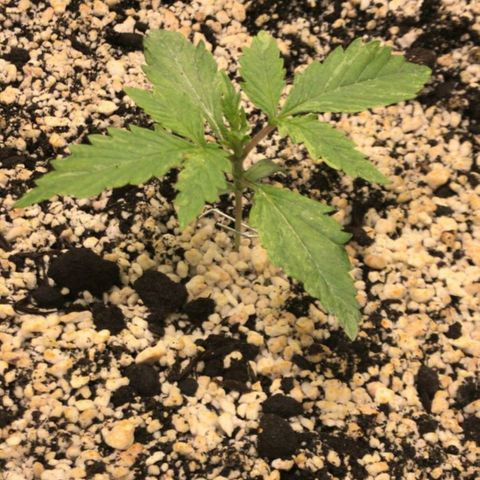 AutoUltimate growlog timeline photo