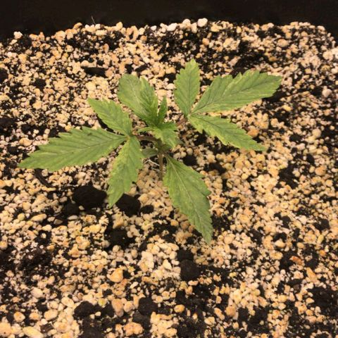 AutoUltimate growlog timeline photo