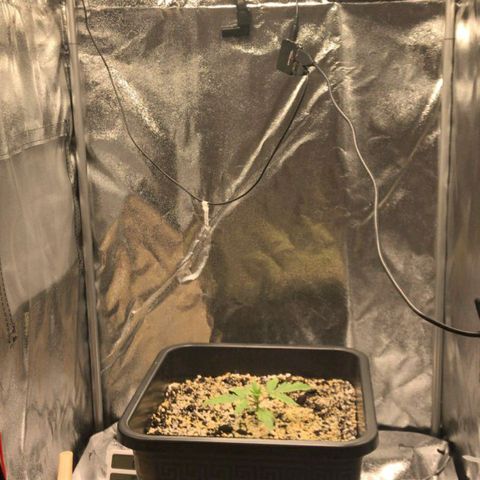 AutoUltimate growlog timeline photo