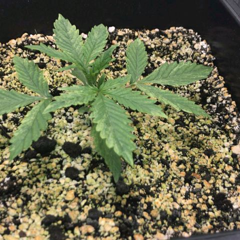 AutoUltimate growlog timeline photo