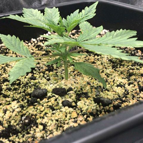 AutoUltimate growlog timeline photo