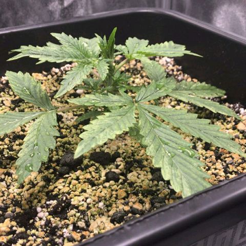 AutoUltimate growlog timeline photo
