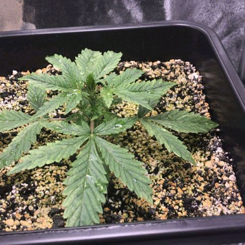 AutoUltimate growlog timeline photo